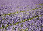 2001 04 28  bollenveld  4 narcis